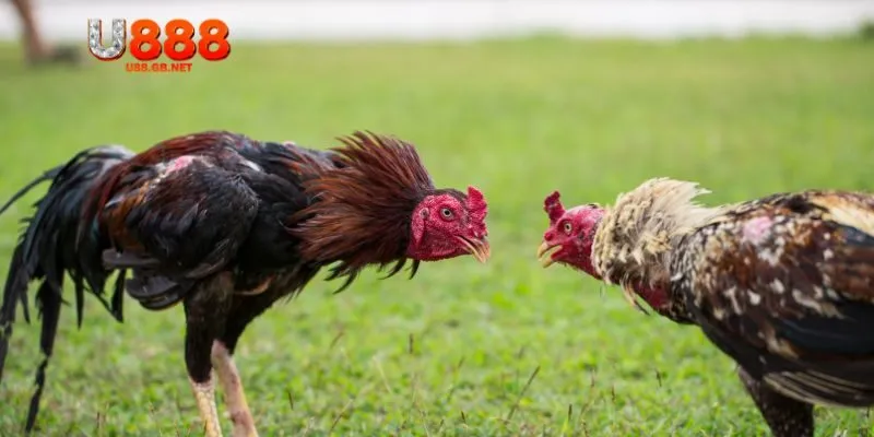 Chi tiết về đá gà Thomo bạn cần biết