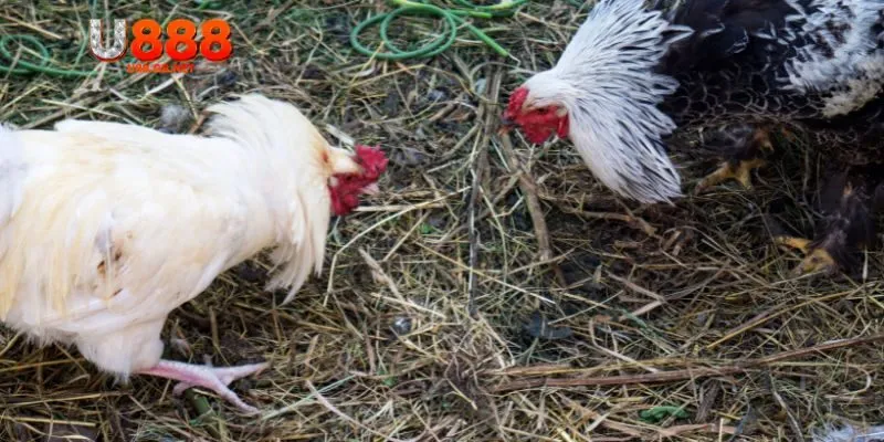 Ưu điểm khi tham gia đá gà Thomo