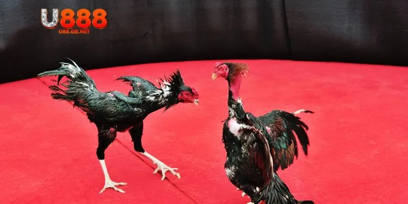 Kinh nghiệm cược đá gà là nắm bắt tốt chiến thuật soi kèo hiệu quả